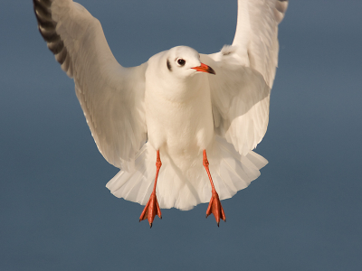 Opgraving: een jaar geleden op de boot naar Texel onder ideale lichtomstandigheden. Dat de vleugels afgesneden zijn deert mij niet zo. Ik ging voor het licht en de compositie.