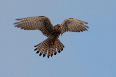 Sinds de 50 D worden er meer fotos afgekeurd dooor teveel ruis en ik weet niet zo goed wat ik fout doe. deze opnieuw bewerkt en ruis gereduceerd en na verkleinen pas verscherpt, is deze beter?