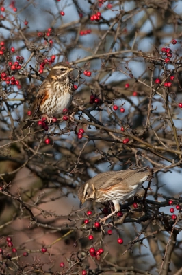 Langs de proviciaale weg veel bessen, en dus ook Koperwieken. Auto op een parkeerplaats gezet, en over de provinciale weg gefotografeerd (soms had ik ook alleen een passerende auto op de foto :-). Het is dat ik de kerstkaarten al verstuurd had.....