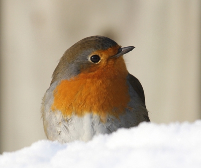 deze roodborst keek net over het randje van de sneeuw wat  op de ronde buxus struik lag .
Een beetje zon erbij en naar mijn beleving een leuk winterplaatje