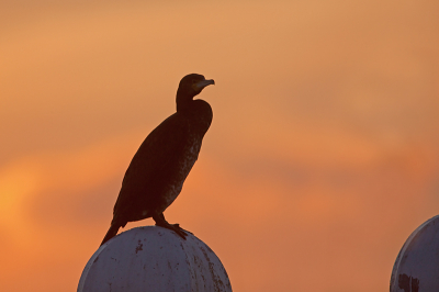 Tegen het eind van de middag begon de lucht aardig oranje te worden. Dit proberen te combineren met een tegenlicht opname van deze aalscholver.