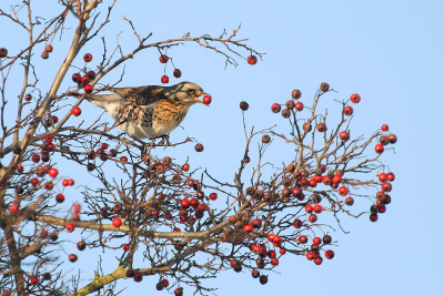 Zag net bij Beste Foto van de dag de kramsvogel van Adri staan en werd verleid tot het plaatsen van deze foto. Op nieuwjaarsdag m'n eerste foto's mogen/kunnen nemen van kramsvogels en koperwieken die zich met honderden tegelijk te goed deden aan de rode bessen langs de IJsselmeerkust. Toch wel handig als je schoonouders daar wonen.