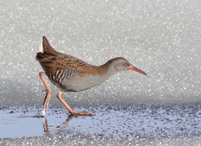 Voor het eerst goed een Waterral gezien. Hij kwam uit een waterrioolpijp en stak na een kwartiertje keutelen onder de wal over op het ijs naar een rietveldje.