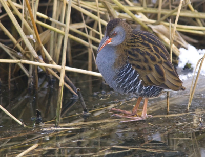 Vandaag kwam ik deze Waterral tegen. Bij een klein wak was hij naar iets eetbaar aan het zoeken. Gr. Arthur