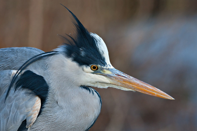 Deze reiger had mij niet in de gaten dus ik kon een mooie portrait foto maken.