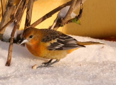 Wat een gaaf vogeltje om te zien. Na anderhalf uur in de kouw te hebben gelopen  zagen wij het vogeltje.