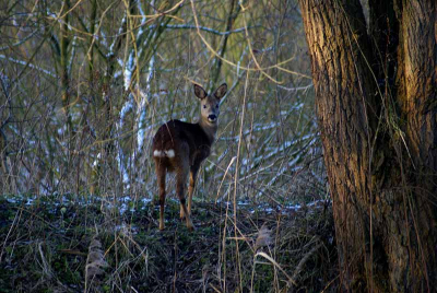 De ree past geweldig in het totale beeld van de foto en kijkt je met bewondering aan.