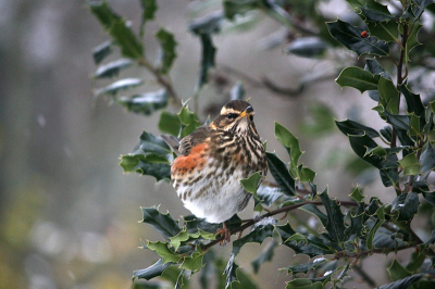Er streek een enorme groep Koperwieken en Kramsvogels bij onze huizen neer en mijn hulst werd in 1 dag kaal gegeten. Foto's vanachter het raam gemaakt