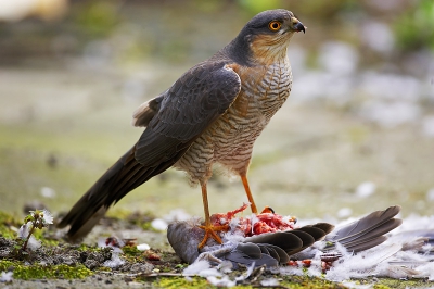 Koud heb ik me voorgesteld en ik post hier al de 1e plaat ;).

En paar weken geleden gemaakt. Ik was erg blij met de gelegenheid deze foto te maken. Het was de eerste sperwer die voor de lens kreeg, en dan ook gelijk full frame en met slachtoffer.

Canon 1DmkII 500 F4 IS @ F4