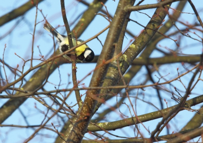 strak helder blauwe lucht, over de vestingwallen gelopen rondom met camera. vogels druk voedsel aan het zoeken...als je goed kijkt eet hij een stukje..