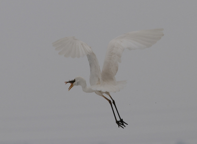 vlak voor onze neus viste deze reiger een baars uit de sloot en vertrok met zijn buit naar een veilige eetplek.
de machtige vleugels imponeerden ons bij deze vlucht.
Graag commentaar