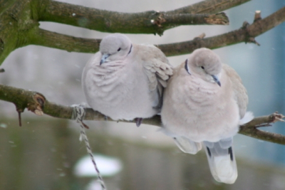 bij mij achter in de tuin. Deze twee duiven kropen dicht tegen mekaar aan om mekaar warmte te geven. Zodra ik het raam opende om de foto te maken waren ze weer "gescheiden". Na een uurtje kou lijden voor het open raam is het alsnog gelukt