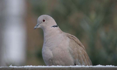 Dit is mijn eerste foto op Birdpix. Ik heb nog weinig ervaring met het instellen van de camera en het bewerken van de foto's dus alle tips zijn welkom!