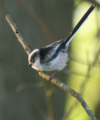 Hier nog een keer dezelfde staartmees als in het algemene album. Vond deze houding mooier, maar om de een of andere reden spreekt de andere fot mij toch meer aan.

Canon EOS 350D @230mm, 1/30sec, F=5.0, 200ISO