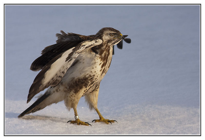 This Buzzard landed in my garden to check out the chicken.
