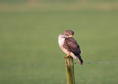 In alle rust zat deze buizerd zich op te maken voor de camera vanuit de mobiele hut.