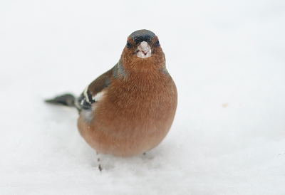 Deze vink kwam heel erg dichtbij vandaag. Kwam zelfs binnen de focusdistance van m'n 300 mm. Vond deze pose wel geinig, hij zag me wel, maar trok zich niks van me aan.