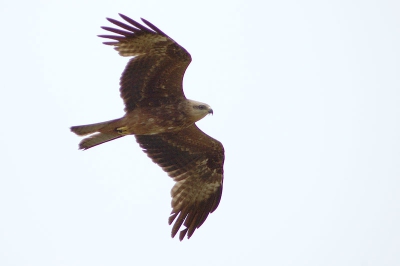 Rond vuilstort ruim 100 zwarte wouwen op doortrek. Helaas een witte sluimerbewolking. Zelfs met puntbelichting en +1,33 eV werden de foto's 'silhouetten'. Iemand ervaring hoe dit op te lossen (mbv camera instelling of bijv in PS)?

Foto(RAW) iets bijgesneden en levels handmatig bijgesteld om nog iets van contour uit de vogel te krijgen.

oh ja, de vogel heeft inderdaad een veertje oid aan zijn snavel