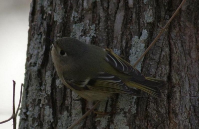 Eindelijk had ik hem (uit de hand) te pakken. Ik had de kinglet ook al eerder in de achtertuin gespot maar hij is supersnel. Hij kwam zelfs nog dichterbij maar toen was de memorycard helaas vol.