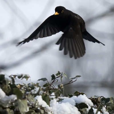 Door de barre weersomstandigheden hebben we weer volop vogels in de tuin. Tijdens het experimenteren met mijn camera en 100-400 mm. lens, vloog dit Merelmannetje onverwacht het beeld binnen om vervolgens te landen.