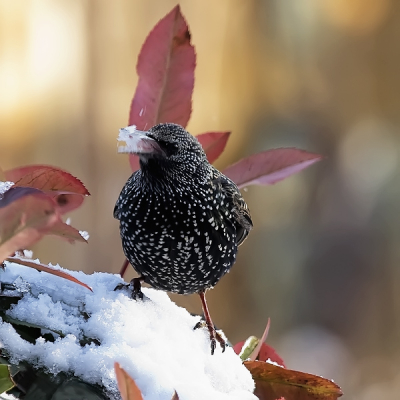 Bij gebrek aan water doet deze Spreeuw zich te goed
aan wat sneeuw, een goed alternatief.