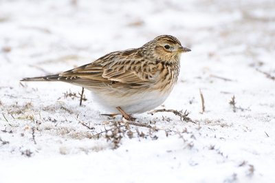 De sneeuw maakt dat de leeuweriken wat gemakkelijker benaderbaar zijn. 
Dit is waarschijnlijk gedeeltelijk suggestie, want je ziet ze gewoon veel beter in sneeuw en ijs. Tussen de begroeiing zie je ze vaak pas als je ze vlak voor je opstoot.