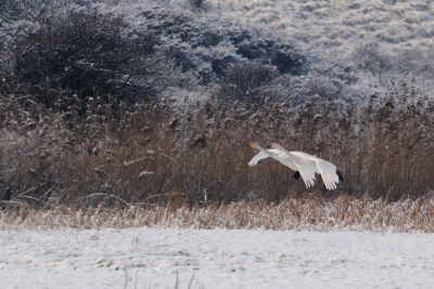 Deze zwanen kwamen over de duinen aanvliegen en gaan landen in het op de foto niet zichtbare water.
Vooral de identieke vleugelstand spreekt mij aan en het winterse landschap