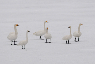Deze zwanen kon ik alleen fotograferen vanaf een verhoging in het landschap.Het was net opgehouden met sneeuwen en de lichtomstandigheden waren zeer matig