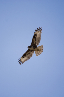 Deze vogel (vaak samen met soortgenoot) een aantal malen gefotografeerd op Kreta. Is het een arend? een buizerd? Wie het weet mag het zeggen (graag!).
