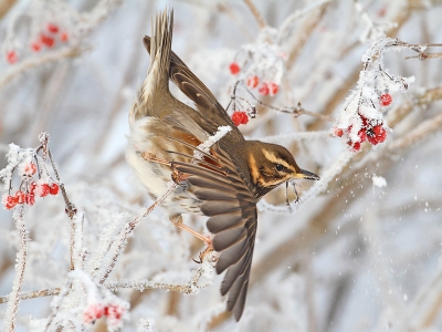 Een vogel op de foto: altijd goed. Een vogel+besjes op de foto: n van mijn favoriete combinaties. Maar een vogel+besjes+poedersuiker op de foto: ultiem visueel genot! (Vind ik dus)

Ondanks allerlei capriolen die ze vaak uithalen (of juist daardoor), zijn ze behoorlijk trefzeker. Maar op deze foto werd de bes gemist en moest het evenwicht bliksemsnel hersteld worden. Foto is nagenoeg fullframe.