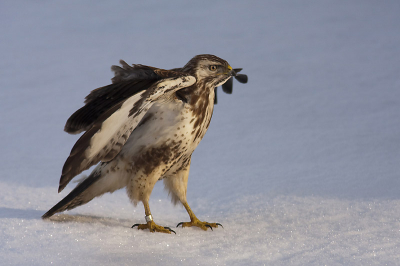 Buizerd kwam even kijken of onze kippen ook voor hem waren. Na gezien te hebben dat eea onbereikbaar was al weer snel vertrokken.