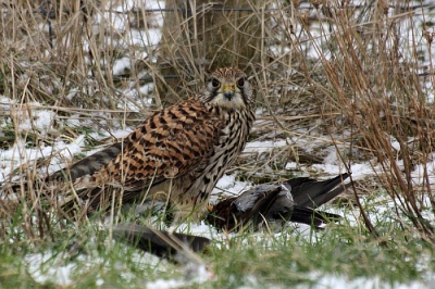 Deze torenvalk eet haar prooi... welke zo vanaf de foto lijkt op een bonte kraai, maar dat zou wel heel bijzonder zijn..