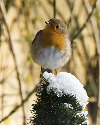 Deze Roodborst zat zo van het winterzonnetje te genieten, dat hij geen zin had om direct weg te vliegen. Jammer van die nogal drukke achtergrond, maar het geeft wel mooi de schutkleur van het vogeltje weer