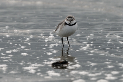 Zeldzaam vogeltje, enige soort met zijwaarts gebogen snavel - goed te zien op deze opname. Ze hebben een goede schutkleur, moeilijk te herkennen als ze stil blijven zitten. Dit is er eentje van een koppeltje en ze lieten me niet erg dicht komen.