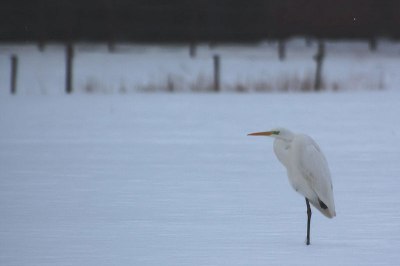 Vanuit een ooghoek zag ik deze zilverreiger staan.
Auto in de achteruit en snel geschoten(veel verkeer)
