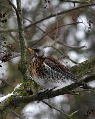 Tijdens het bezoek van een groep Koperwieken kwamen ook een paar Kramsvogels langs. Wel wat moeilijker te fotograferen omdat ze veel schrikachtiger waren. Ook door het raam heen genomen (tegenlicht)