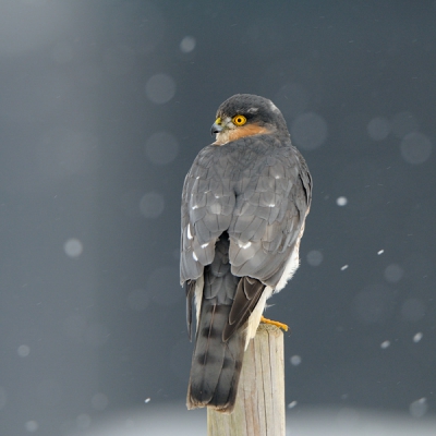 Hierbij de foto gemaakt met de 1,4tcII met meer ruimte boven de kop. Vierkante uitsnede omdat er links geen/ te weinig sneeuwstippen aanwezig waren