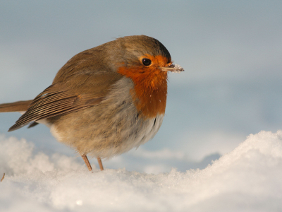 Het was een mooie zonnige winterdag. Ik ging helemaal op de sneeuw plat liggen om op gelijke hoogte te komen.
Toen durfte de Roodborst nog dichterbij te komen uit de schaduw, ik moest zelfs terug schakelen naar 1,5meter focus.
Je hebt dus niet altijd een 500mm nodig ;-)