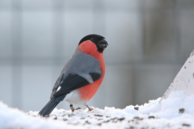 Al zeker 10 jaar zitten er elke winter Goudvinken bij mijn ouders in de tuin. Dus heb ik me in de garage opgesteld en afgewacht tot ze op de voederplank kwamen zitten. 
Wat me opviel was dat de mannen steeds werden verjaagd door de vrouwen. Best een grappig gezicht.