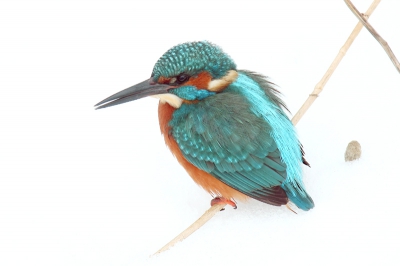 Wat is het nou een IJsvogel of een sneeuwvogel. Hij heeft net gebraakt.