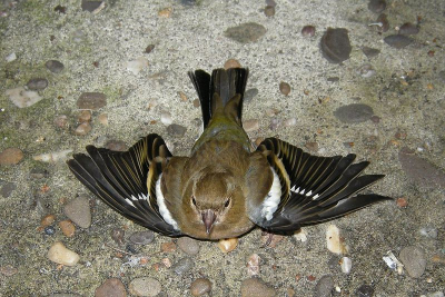 Deze Groenling vloog in volle vaart tegen het raam heb hem gelijk opgepakt, maar hij was even de kluts kwijt,na 5 minuten vloog hij weer de boom in en ging er later vandoor gelukkig maar.