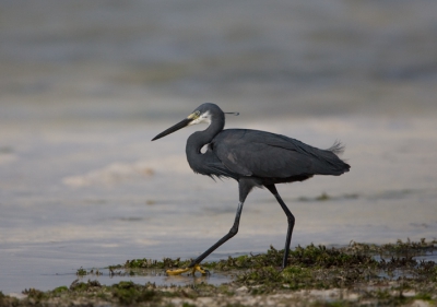 Aan het eind van een reis naar Tanzania nog wat dagen doorgebracht op Zanzibar. Idee was uitrusten, maar ja als je vogels ziet wil je plaatjes schieten. Vogel wordt zoals eerder al aangegeven op Birdpix ook wel gezien als een ondersoort van de Kleine Zilverreiger.