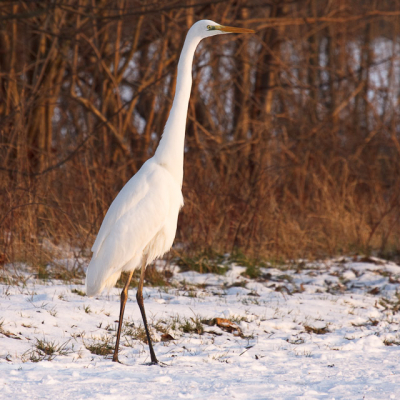 Hij haalde gelukkig het ene visje na het andere uit de wetering. Helaas heb ik dat niet op de plaat kunnen krijgen.