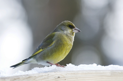 Groenlingen behoren in deze periode tot de vaste bezoekers in onze tuin.