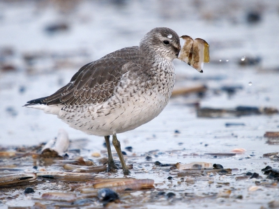 Het strand van Scheveningen is op momenteel  een groot feest voor zowel vogels als fotograaf .