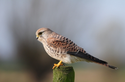 Ze zat zo mooi op het paaltje, zo van zet mij maar even op de gevoelige plaat.
Ik kon haar steeds dichter benaderen, ik stond er versteld van hoe dicht.
Prachtige vogel