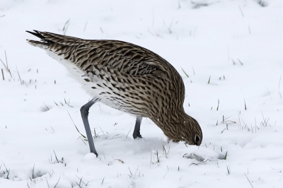 Deze Wulp moest zijn voedsel wel heel diep zoeken. Zijn snavel verdween steeds in zijn geheel in het dikke pak sneeuw. Rondom zijn de gaten in de sneeuw zichtbaar.