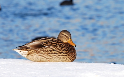 Een vrouwtje Wilde Eend (of wat daarvoor moet doorgaan) op een mooie maar ijskoude winterse middag. Ik was op de plaats om meeuwen te fotograferen, maar heb ook van dit beest maar een paar plaatjes geschoten. Deze vind ik het leukst en het scherpst.