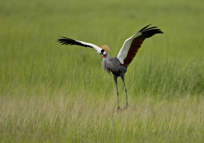 In Tanzania bezochten we oa Katavi, een zeer afgelegen park. Het was regentijd en behoorlijk groen. Op de laatste middag stuiten we op 2 Grijze Kroonkraanvogels. En sprong plots op. Waarschijnlijk een gevaar op de grond (slang?), aldus onze gids.