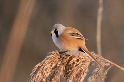 Via het ijs een grote groep baardmannen waargenomen.
Vanaf een afstand eerst foto's gemaakt, maar de vogels hadden meer oog voor de rietpluimen, dan voor de camera, zodoende kon ik tot min.lensafstand fotograferen.